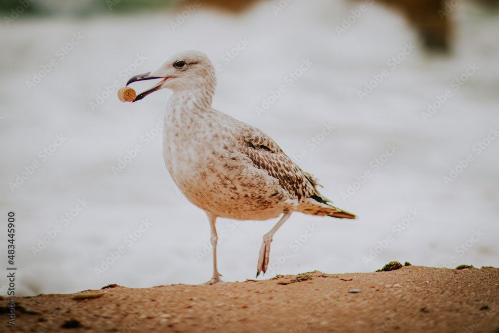 seagull on the beach seagull on the beach