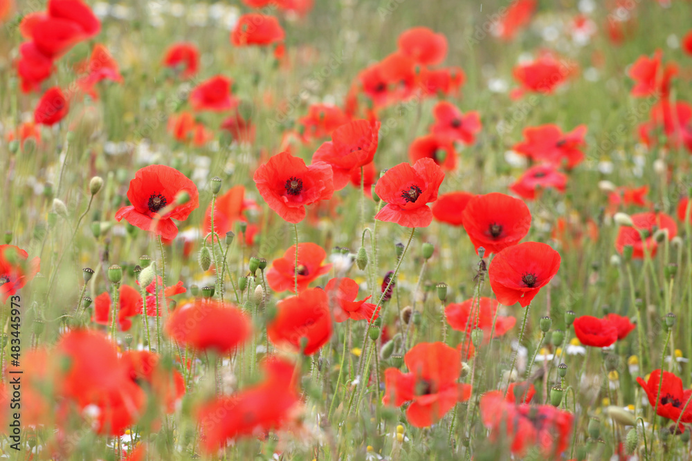 Fototapeta premium Common poppy seed heads after flowering in a hay meadow in Guildford, Surrey, UK