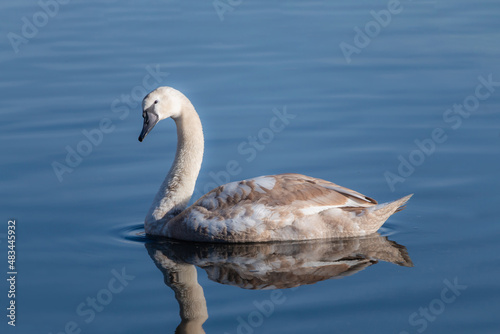 Young swan changes feather color brom brwon to white