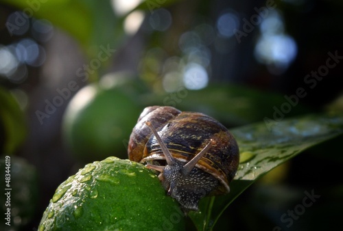 Fototapeta Close-up Of Snail On Leaf