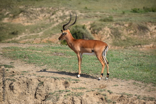 antelope