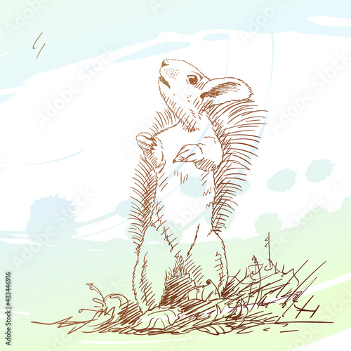 squirrel vector sketch