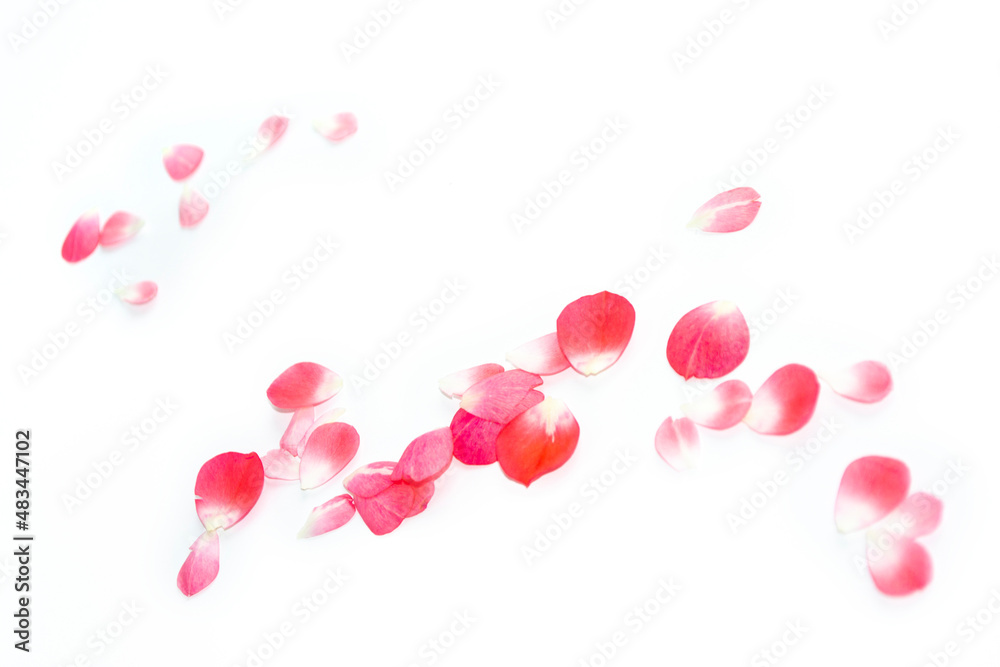 Bright pink rose petals. floral background.