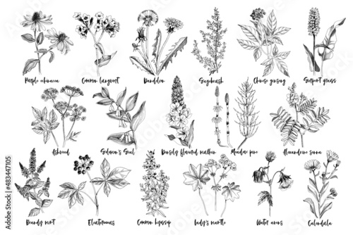 Hand drawn monochrome set of healing herbs