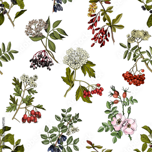 Hand drawn seamless medicinal shrubs with berrys