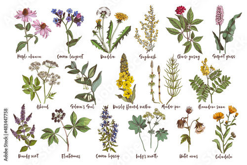 Hand drawn set of healing herbs