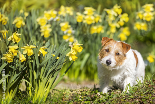 Happy pet dog puppy listening in the grass with yellow daffodil flowers in spring. Springtime, easter holiday background.