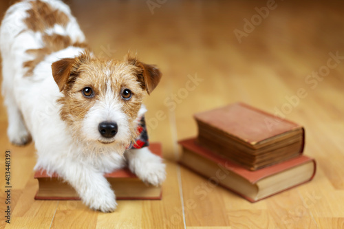 Cute happy funny obedient dog puppy listening on a book. Pet training and trick.