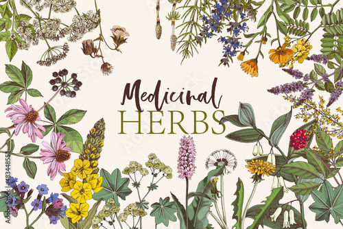 Hand drawn background of medicinal herbs photo