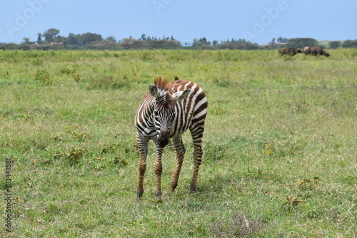 zebra in the grass