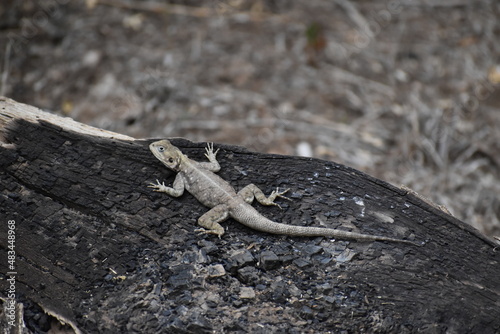 lizard on a Tree