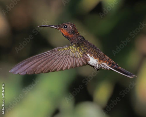 A hummingbird hovering while deciding where to go