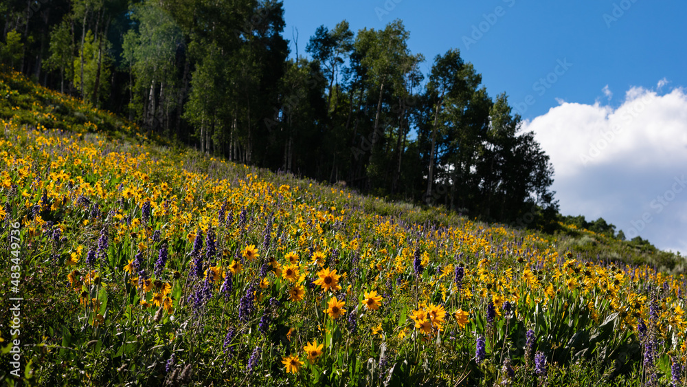 Wildflowers blooming near Crested Butte, Colorado Wildflowers blooming near Crested Butte, Colorado
