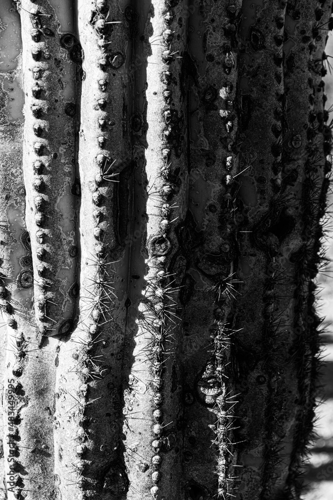 Saguaro cactus - monochrome close-up