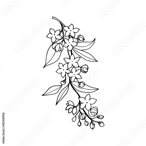 Flowering branch, with flowers of the ornamental jasmine shrub, print with white fill, black outline on a white background.