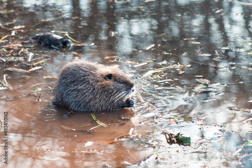 Nutria, coypu herbivorous, semiaquatic rodent member of the family Myocastoridae on the riverbed, baby animals, habintant wetlands, river rat photo