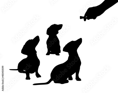 Vector silhouette of three dachshund dogs that are waiting for a treat   © Olga