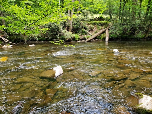 stream in the forest