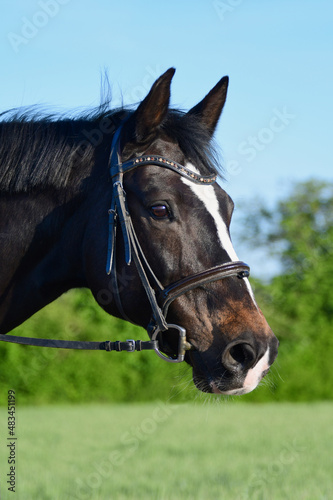 Portrait of a beautiful warmblood horse with a blaze.