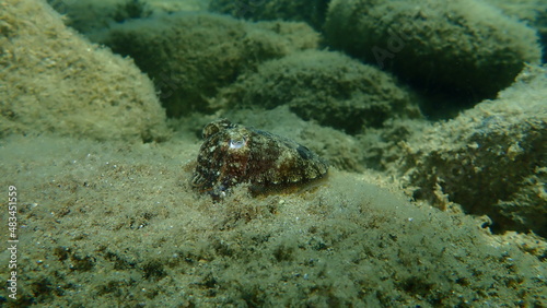 Common cuttlefish or European common cuttlefish (Sepia officinalis) undersea, Aegean Sea, Greece, Halkidiki 