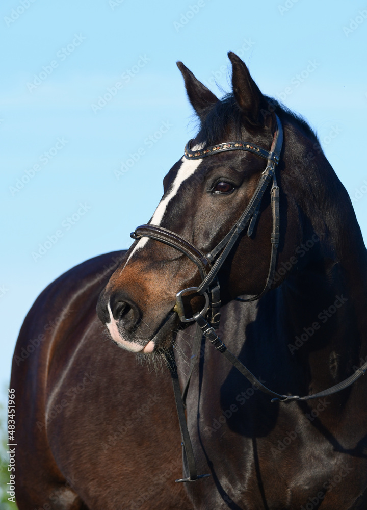 Portrait of a beautiful warmblood horse with a blaze. Portrait of a beautiful warmblood horse with a blaze.