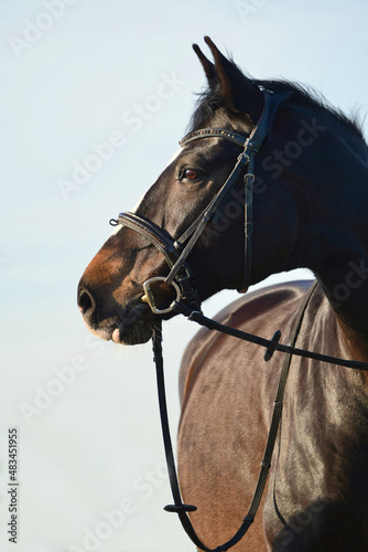 Portrait of a beautiful warmblood horse at golden hour.