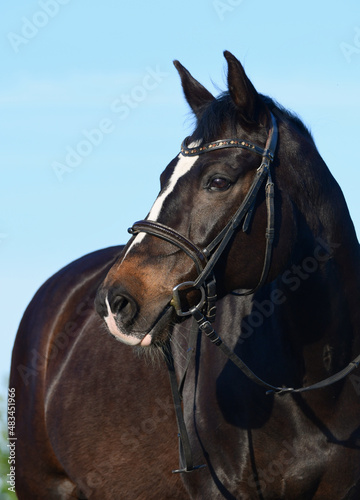 Portrait of a beautiful warmblood horse with a blaze.