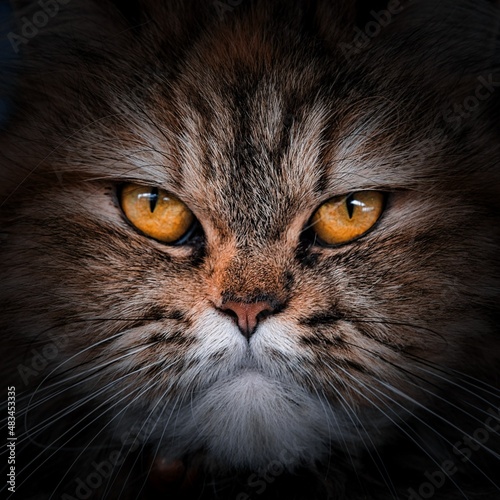 Yellow Brown Cat portrait or close-up face of cat.