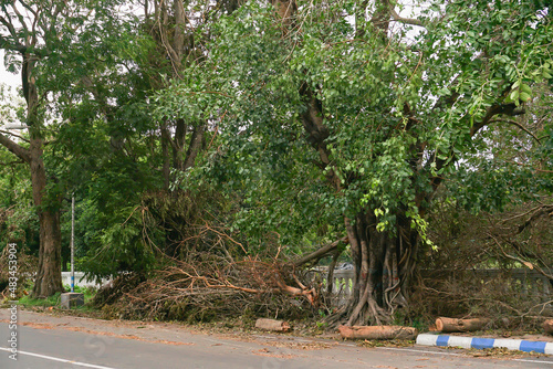 Super cyclone Amphan uprooted tree which fell and blocked pavement. The devastation has made many trees fall on ground. Kolkata, West Bengal, India photo