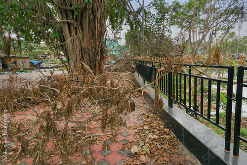 Super cyclone Amphan uprooted tree which fell and blocked pavement. The devastation has made many trees fall on ground. Climate chnage at Howrah, West Bengal, India. photo
