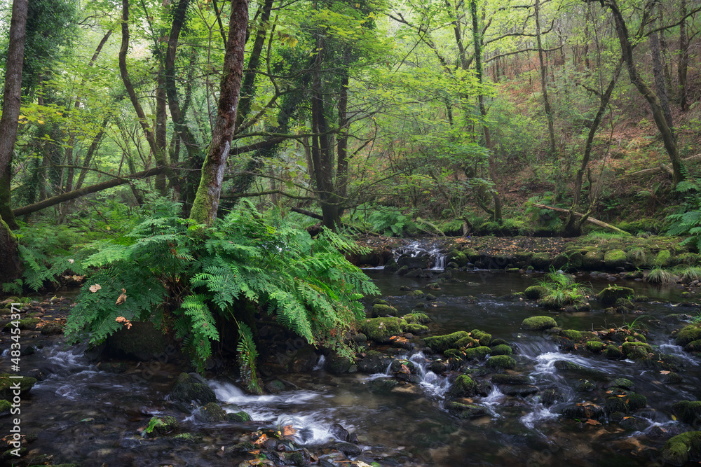 River Across a Rainforest in Galicia, Spain