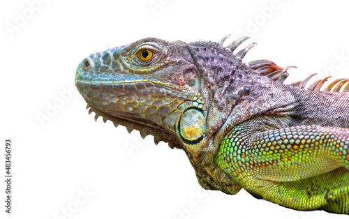 Bearded Agama - side profile portrait.