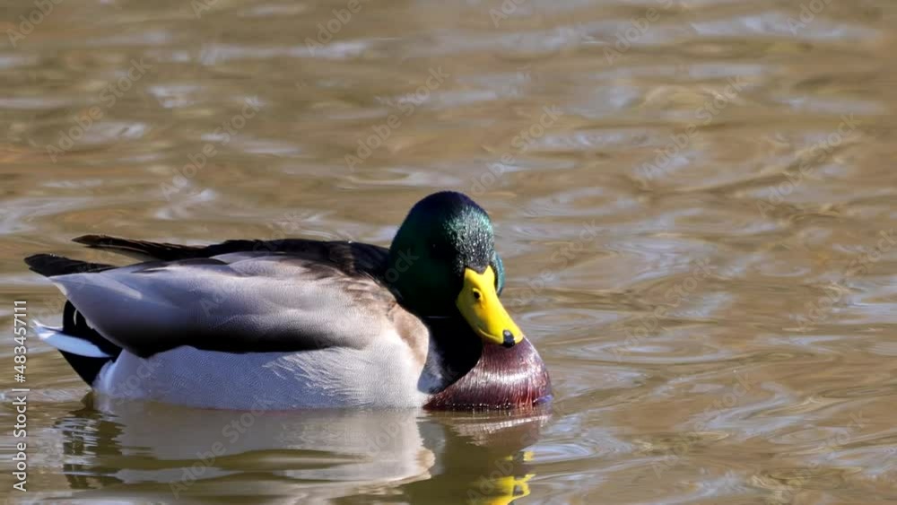Male of mallard or wild duck (Anas platyrhynchos) swimming in a pond Male of mallard or wild duck (Anas platyrhynchos) swimming in a pond