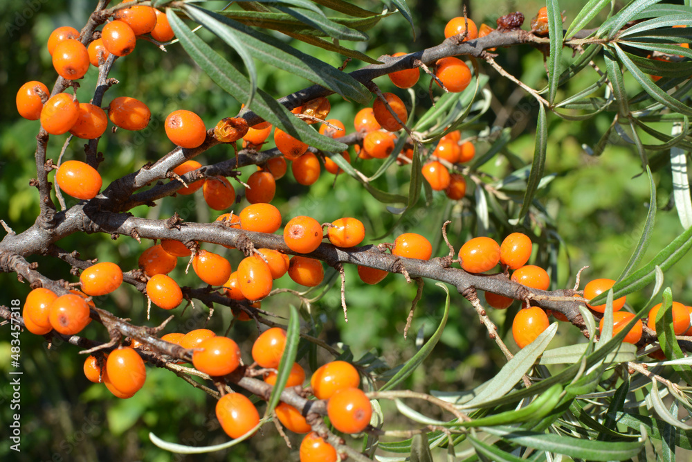 Branch of sea buckthorn (hippophae rhamnoides) with ripe berries Branch of sea buckthorn (hippophae rhamnoides) with ripe berries
