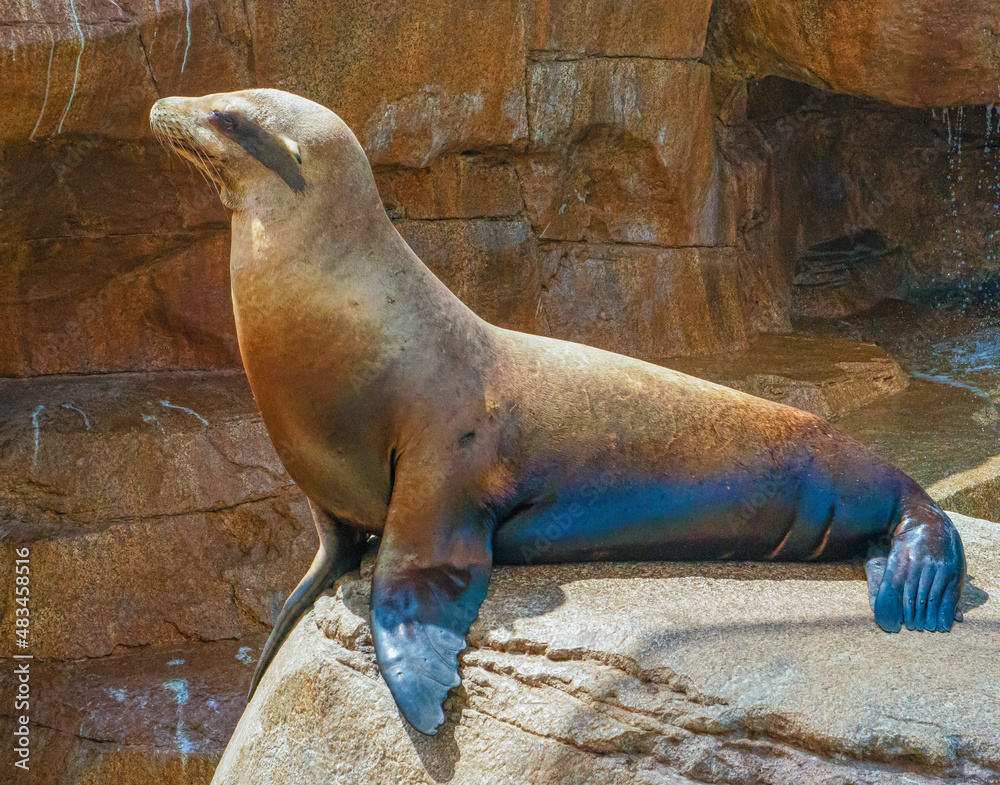Fototapeta premium Sea Lion