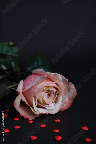 Gentle pink rose on black background