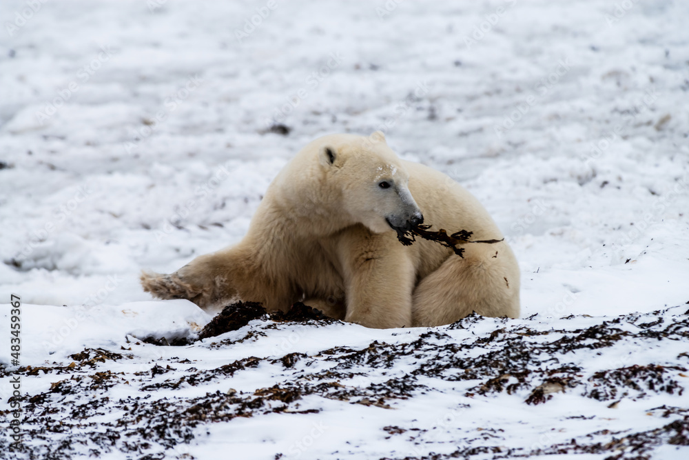 Polar bear ( Ursus maritimus) munching on kelp as he waits along the shore of Hudson Bay, near Churchill Manitoba, for the bay to freeze over. Polar bear ( Ursus maritimus) munching on kelp as he waits along the shore of Hudson Bay, near Churchill Manitoba, for the bay to freeze over.