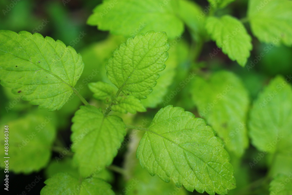 Melisa lekarska Melissa officinalis Melisa lekarska Melissa officinalis