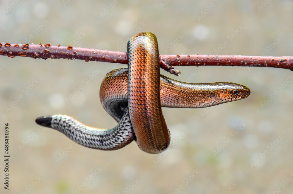Obraz premium Glass lizard tangled on a branch - legless lizard snake