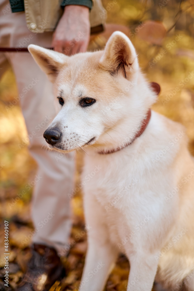 cute dog of japanese breed akita inu with long white fluffy coat standing outdoors in autumn park on summer sunny day, on a leash. pet, animal cocnept