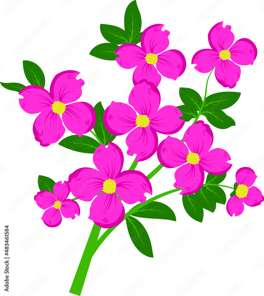 Obraz premium spring flowers tulips isolated on white background.branch with purple Orchid flowers
