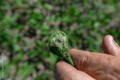 A farmer's hand shows a damaged soybean leaf with Vanessa cardui burdock caterpillar