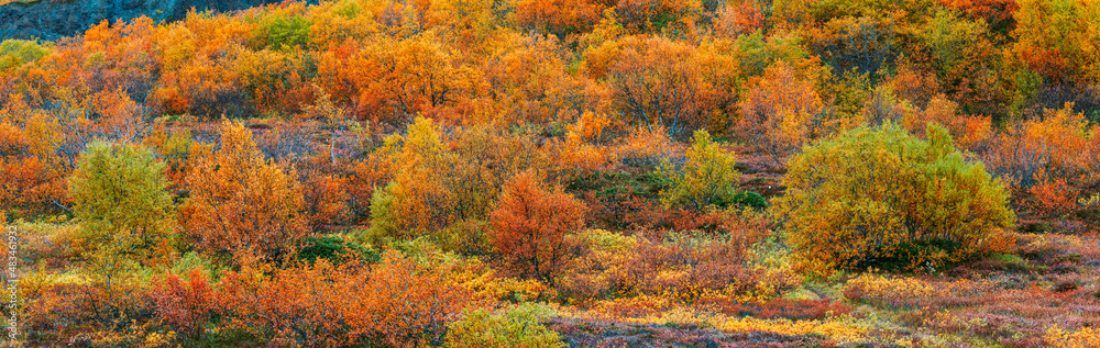 Panorama of a forest with birch tree in autumn colors in Iceland