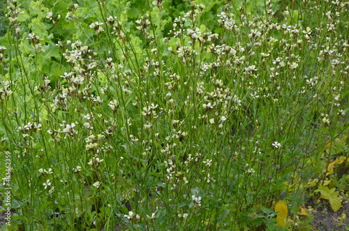Fototapeta Naklejka Na Ścianę i Meble -  Arugula plant in the flowering stage close-up, selective focus.