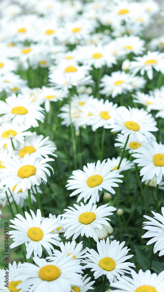 Daisy flower background. Beautiful Camomile daisy flowers. Daisy is a flower of Asteraceae family. White beautiful daisies on a field in green grass in summer. Garden Daisies. Leucanthemum vulgare. Daisy flower background. Beautiful Camomile daisy flowers. Daisy is a flower of Asteraceae family. White beautiful daisies on a field in green grass in summer. Garden Daisies. Leucanthemum vulgare.
