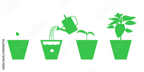 Growing peppers seedlings in pots set