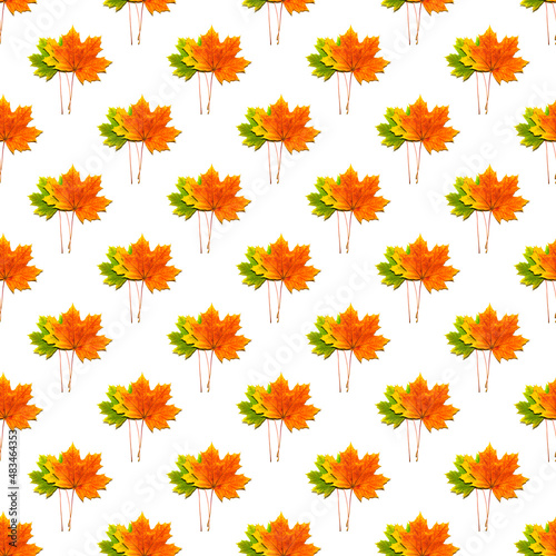seamless pattern of multicolored maple leaves on a white background
