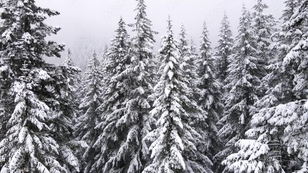 It's a winter wonderland. Flying over a fresh snow covered forest in Oregon It's a winter wonderland. Flying over a fresh snow covered forest in Oregon