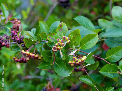 unripe berries of chokeberry on branches