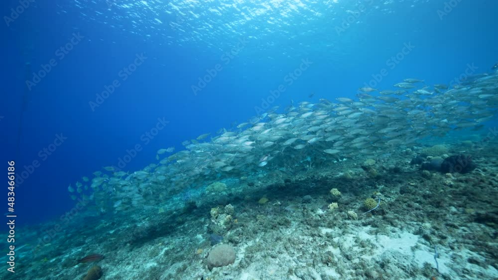 Seascape with Bait Ball, School of Fish in the coral reef of the Caribbean Sea, Curacao